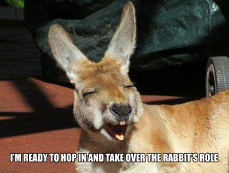 Kangaroo-Rabbit--laugh.jpg