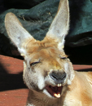 kangaroo-laugh-avatar.jpg