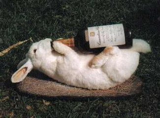 Rabbit drinking.jpg