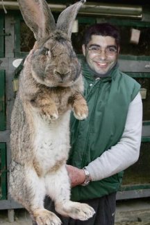 Rabbit-John-Wolf.jpg