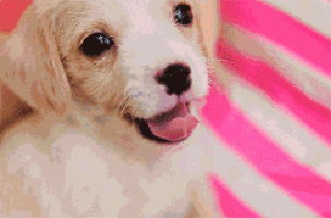 Yawn Puppy Small.gif