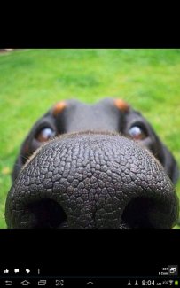 dog nose.jpg