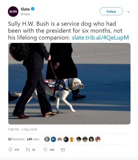 Slate Tweet Bush Dog.JPG