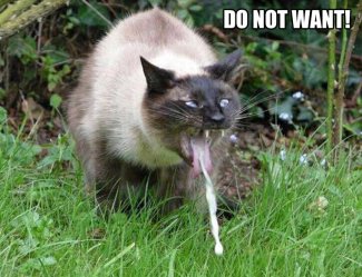 Do-Not-Want-Cat.jpg