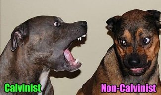 Dogs-Calvinist-vs.-Non-Cal.jpg