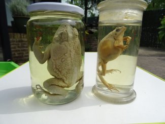 frogs in formaldehyde.jpg